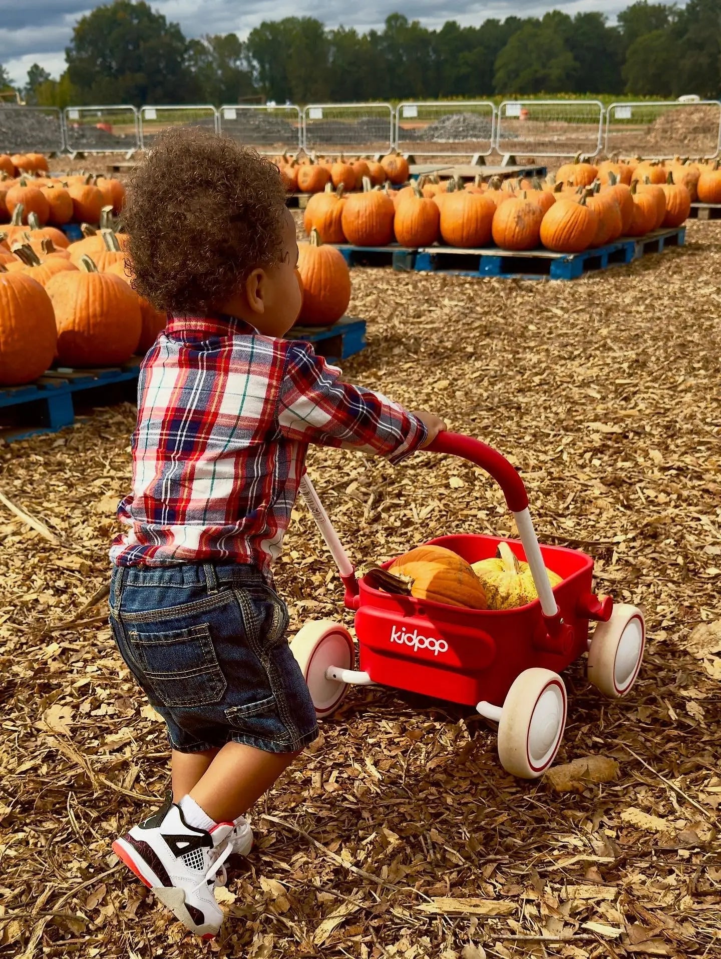 A toddler in a plaid shirt pulls a red wagon filled with pumpkins through a large pumpkin patch.